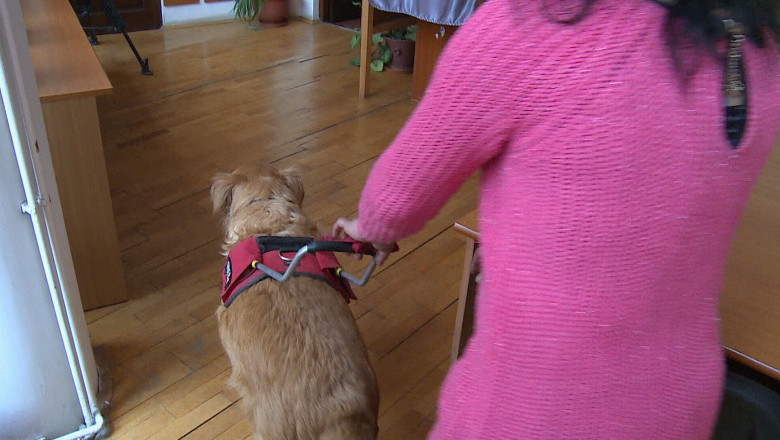 Doar 10 caini ghizi in Romania Imagine