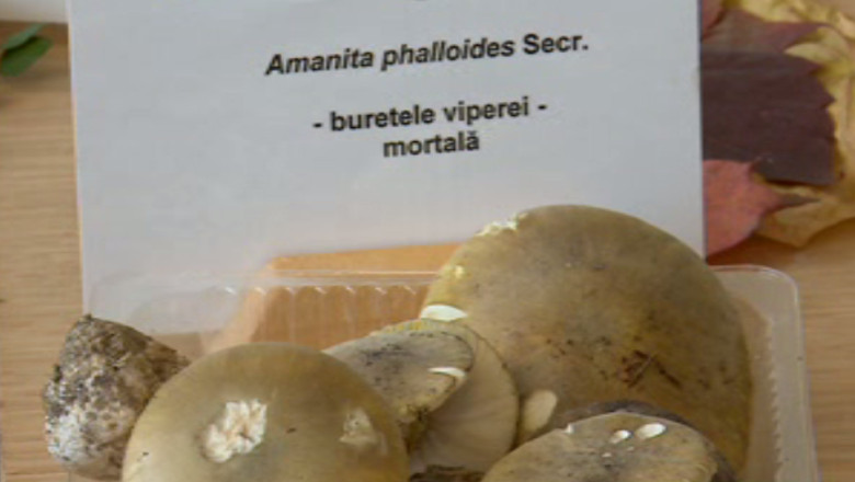 Doar 150 de specii de ciuperci, din 2.000, sunt comestibile Imagine