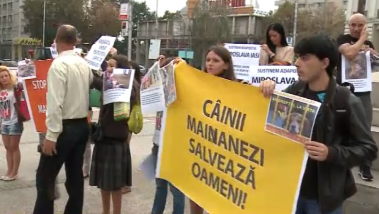 Doar 40 de ieseni au iesit in strada pentru a protesta fata de eutanasierea cainilor comunitari Imagine