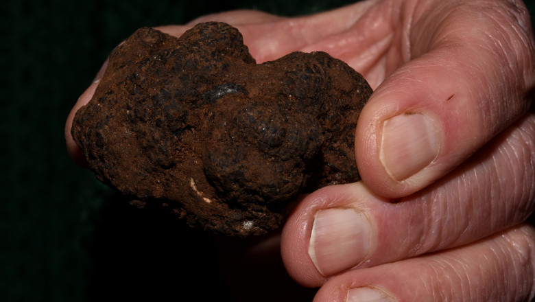 Doi barbati, amendati de jandarmi dupa ce au cules ilegal trufe de peste 10.000 lei Imagine