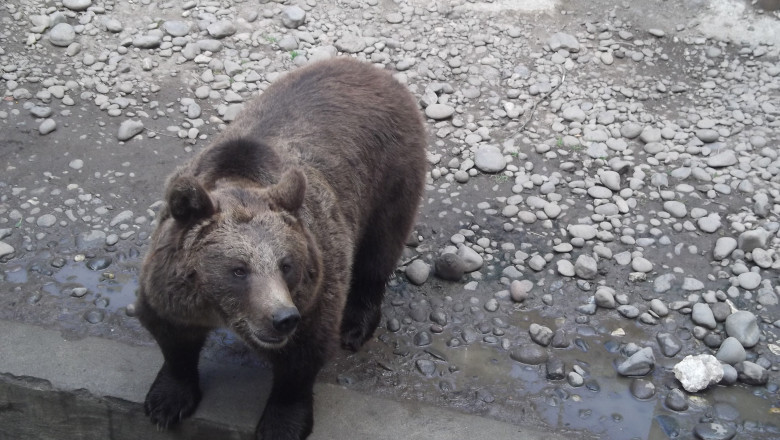 Doi barbati au fost atacati de o ursoaica in comuna Varfuri, din judetul Dambovita Imagine