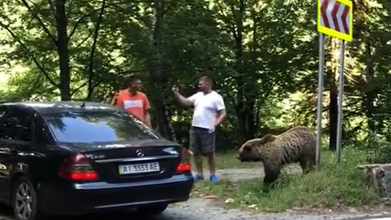 Doi barbati au fost atacati de un urs pe care il hraneau pe Transfagarasan. Au fost salvati de claxoanele soferilor Imagine