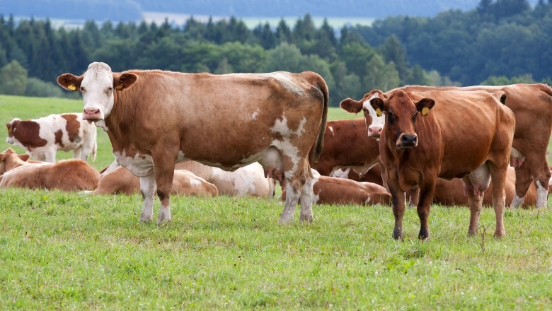 Doi barbati din Botosani, retinuti dupa ce au furat 14 animale lasate la pascut pe camp Imagine