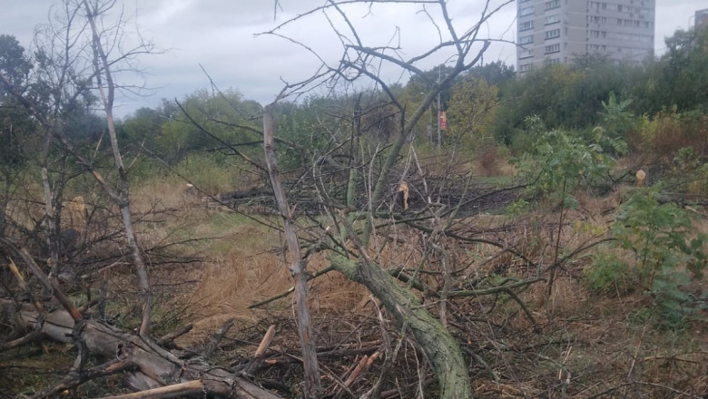 Doi barbati din Bucuresti sunt cercetati dupa ce ar fi defrisat ilegal 50 de arbori uscati din zona retrocedata a Parcului IOR Imagine