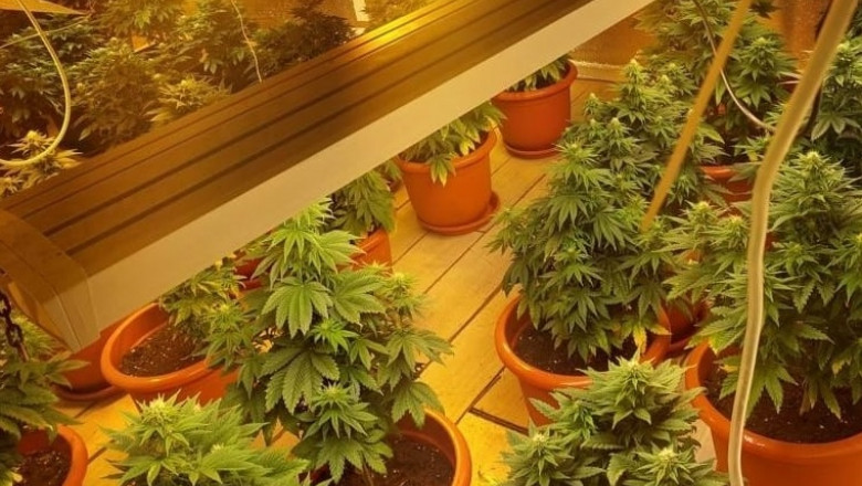 Doi barbati din Capitala au fost arestati pentru ca au cultivat canabis acasa. Zeci de ghivece cu plante, confiscate de politisti Imagine