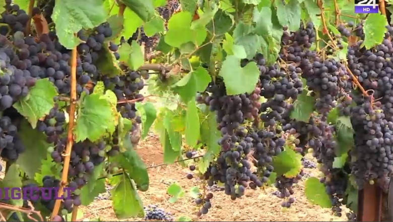 Doi barbati din Neamt au fost gasiti in beci, intoxicati cu monoxid de carbon de la mustul care fermenta Imagine