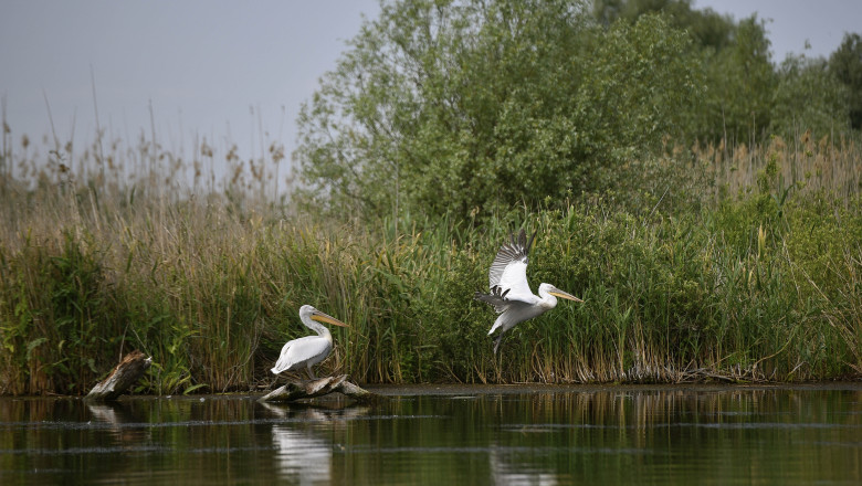 Doi barbati s-au ales cu dosar penal dupa ce au pescuit ilegal in Delta Dunarii o specie periclitata Imagine