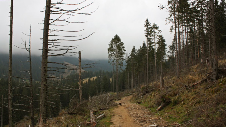 Doi brasoveni, cercetati de DNA Oradea pentru mita de un milion de euro Imagine