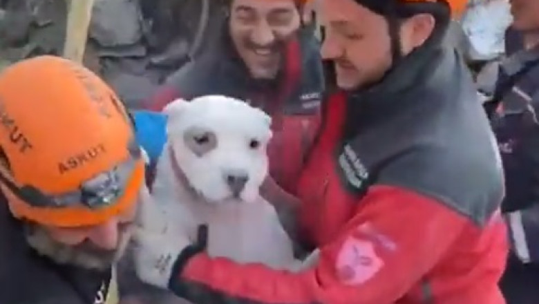 Doi caini au fost scosi vii si extrem de speriati la mai bine de 7 zile de la cutremur Imagine