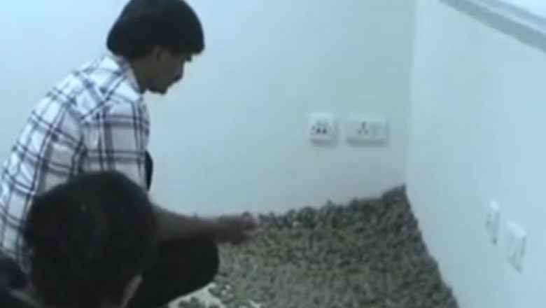 Doi indieni voiau sa transporte ilegal 10.000 de broaste testoase in Singapore Imagine