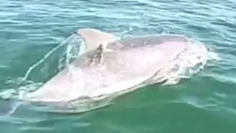 Doi la suta din impozit pentru delfini. Banii vor fi folositi de o organizatie non-profit pentru monitorizarea cetaceelor Imagine