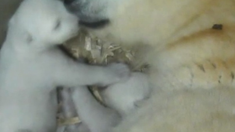 Doi pui de urs polar, rasfatati la Zoo. Puii au cinci saptamani si abia au deschis ochii Imagine