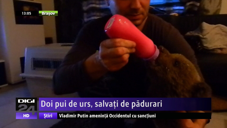 Doi pui de urs, salvati de padurari  Imagine