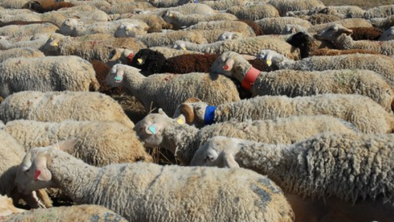 Doi soti au fost retinuti dupa ce au agresat turma de oi a unui consatean Imagine