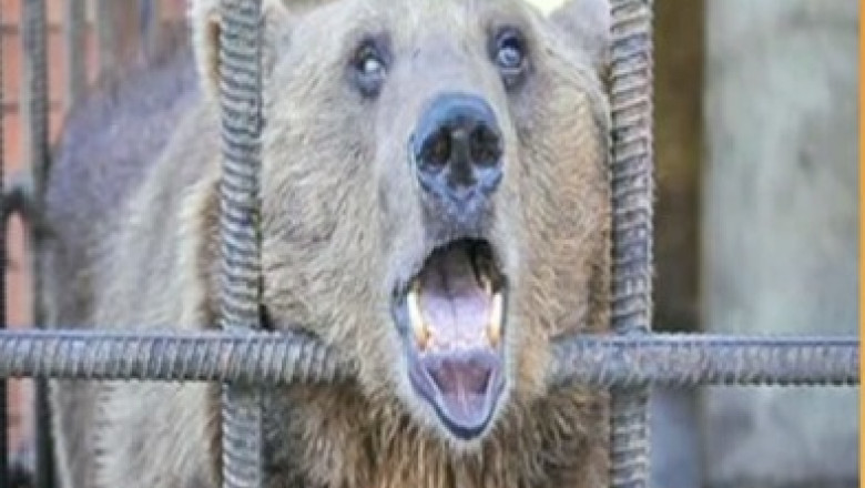 Doi ursi din Rusia, trimisi in Romania pentru dezalcoolizare Imagine