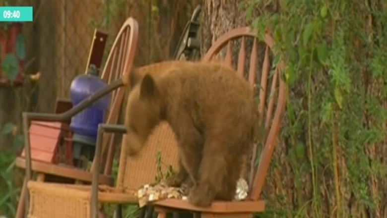 Doi ursi, la plimbare intr-un oras din California Imagine