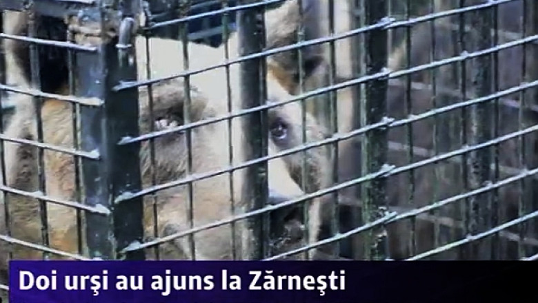 Doi ursi si un lup maresc familia de animale formata in Rezervatia de la Zarnesti Imagine