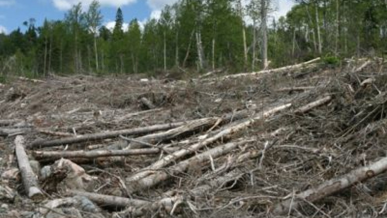 DOLJ. O padure de 30 de hectare a disparut in doar zece zile Imagine