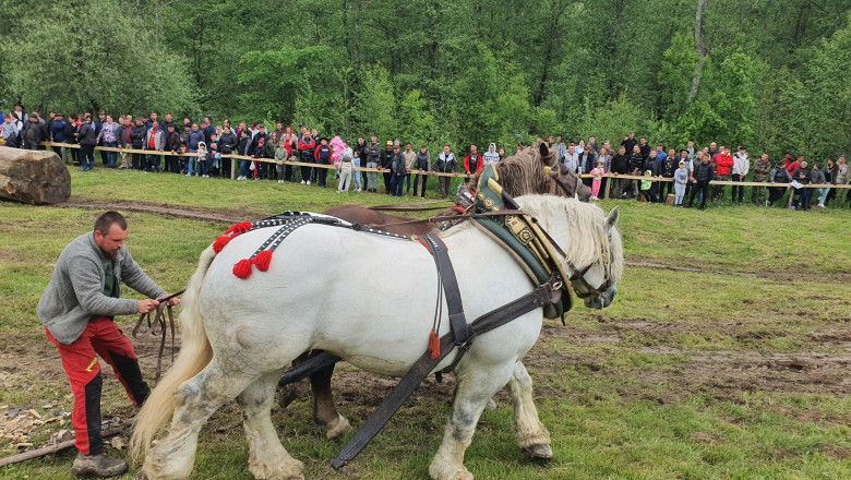 Dosar penal, dupa ce un cal a murit in urma unui concurs de tras busteni, la un festival din Sangeorz-Bai Imagine