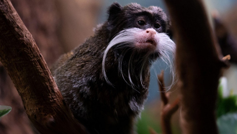 Doua maimute tamarin imparat, disparute de la Gradina Zoologica din Dallas au fost gasite intr-un dulap Imagine