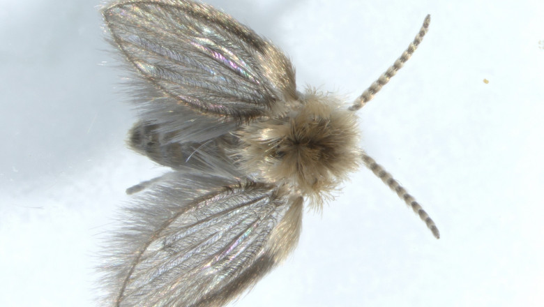 Doua noi specii de insecte, identificate pentru prima data in Romania in rezervatia Dunele Marine de la Agigea. Una e specie invaziva Imagine