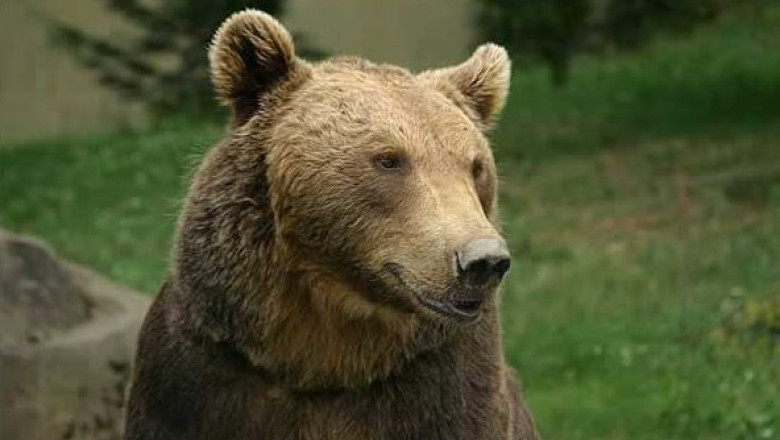 Doua persoane din Gorj au ajuns la spital dupa ce au fost atacate de un urs Imagine