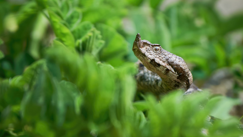 Doua persoane, muscate de sarpe in judetul Iasi. Un barbat a fost preluat cu elicopterul SMURD Imagine