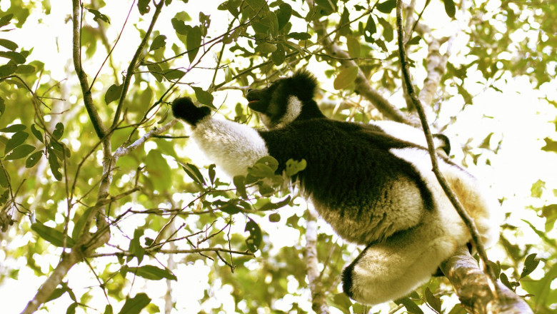 Doua treimi din speciile de animale si plante analizate au intrat intr-un declin al diversitatii genetice, arata un studiu Imagine