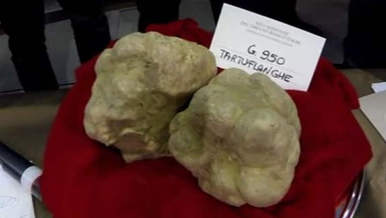 Doua trufe albe salbatice au fost vandute la licitatie pentru 90.000 de euro Imagine