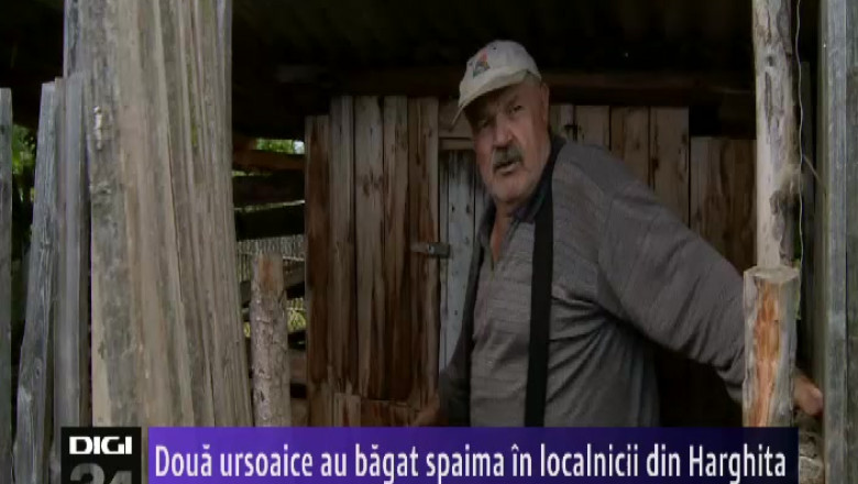 Doua ursoaice au bagat spaima in localnicii din Harghita Imagine