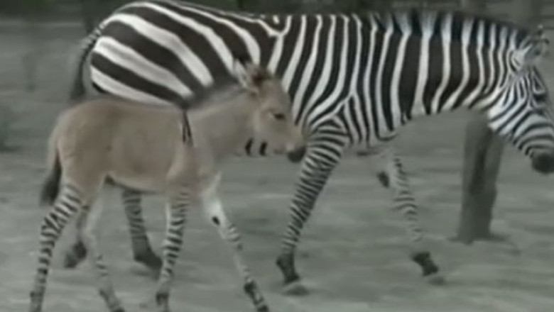 Dragoste incrucisata. Un pui cu tatal magar si mama zebra s-a nascut in Mexic Imagine