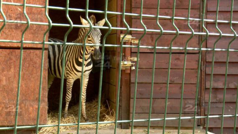 Drama la Zoo Timisoara: zebra a murit, inecata in helesteu, seful Directiei de Mediu a fost ranit, incercand s-o salveze! Imagine