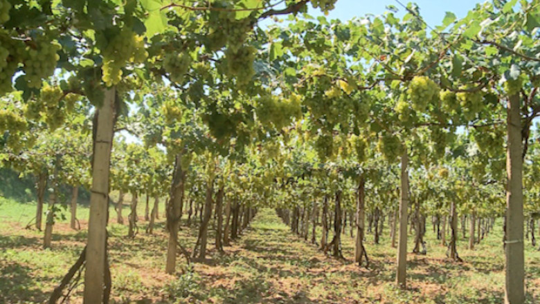 Drumul vinului, o calatorie in spatiu Imagine