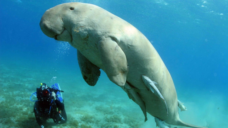 Dugongul a devenit prima specie de mamifer de mari dimensiuni care dispare din apele de coasta ale Chinei Imagine