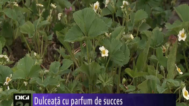 Dulceata cu parfum de succes Imagine