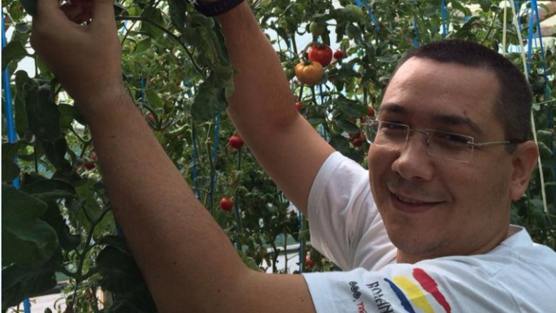 Duminica de candidat. Doi la tebea, unul la cules de rosii Imagine