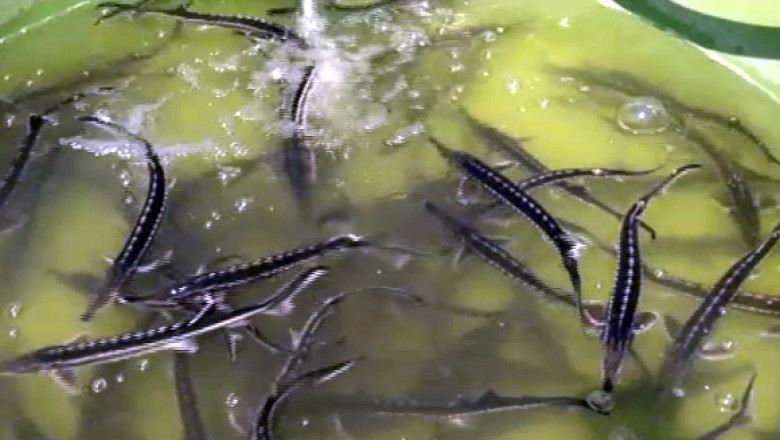 Dunarea, repopulare cu sturioni: 1000 de puieti de pastruga au fost eliberati in apele fluviului Imagine