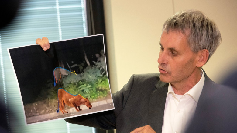 Dupa ce au cautat o zi intreaga, politistii din Berlin au ajuns la concluzia ca „leoaica” scapata pe strazi era un porc mistret Imagine
