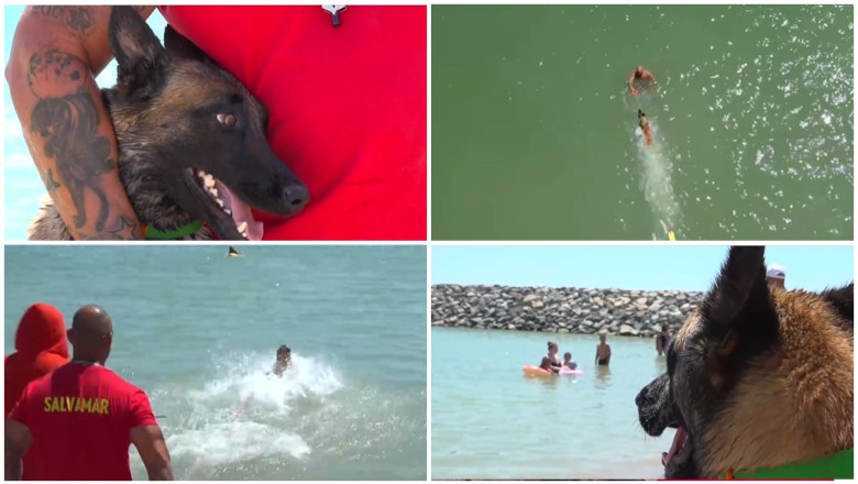 „E foarte jucausa si prietenoasa”. Chelsea, primul caine salvamar de pe plaja din Costinesti. Care este rolul ei in echipa Imagine