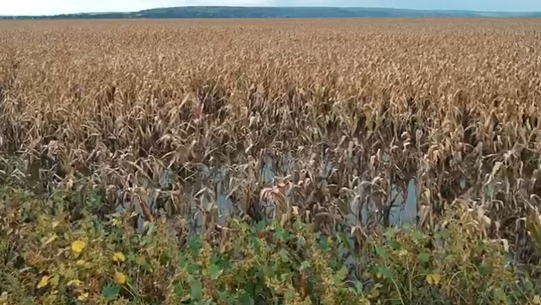 „E jale! Apa cat vezi cu ochii!”. Mii de hectare agricole din Galati baltesc dupa inundatii. Agricultorii isi striga disperarea Imagine