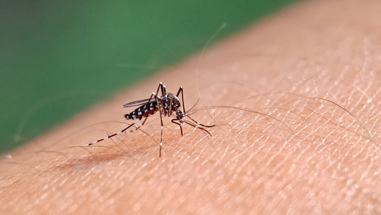 ECDC avertizeaza: „Sunt tot mai multe cazuri de febra dengue si de boli cauzate de tantari in Europa” Imagine