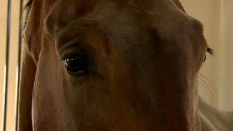 Echitatia ca terapie pentru tulburarile emotionale Imagine