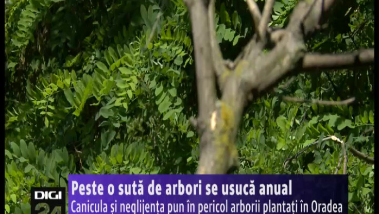 Ecologistii acuza: canicula si neglijenta pun in pericol arborii plantati in Oradea Imagine