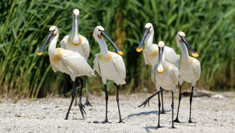 Ecologistii acuza Ministerul Mediului ca vrea sa modifice Legea Ariilor Naturale Protejate Imagine