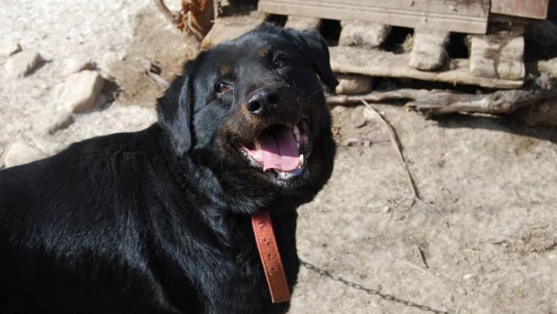 Educatoare din Timis, trimisa in judecata. Unul dintre copiii pe care-i avea in grija, mutilat pe viata de o haita de caini Imagine