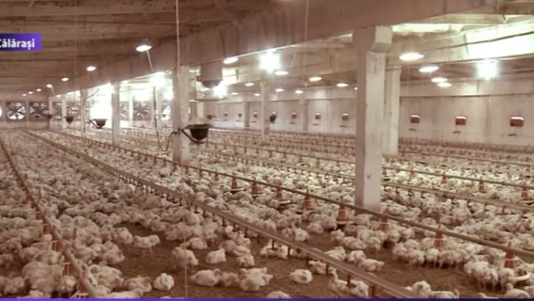 Efectele scandalurilor alimentare. Avicola Calarasi a intrat in insolventa Imagine