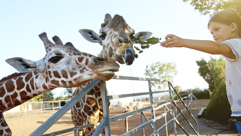 Efectul omului asupra animalelor la Zoo. Care sunt animalele care se bucura ca ne vad, dar si cele deranjate de prezenta vizitatorilor Imagine