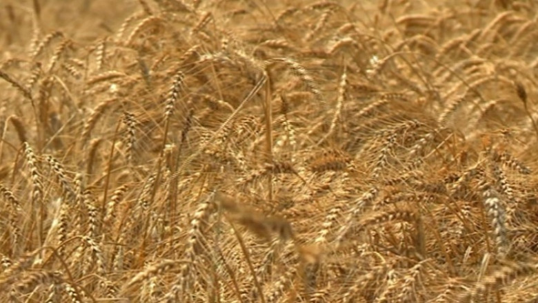 Egiptul a cumparat 60.000 de tone de grau romanesc  Imagine