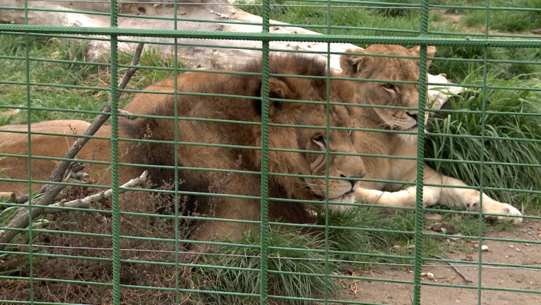 Elevii de nota 10 din Bihor au intrare libera la Zoo Oradea Imagine