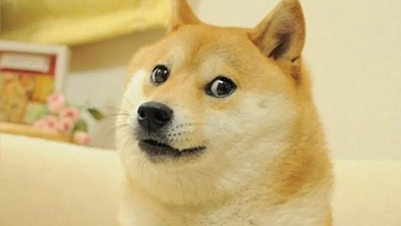 Elon Musk a schimbat logo-ul Twitter cu un caine Shiba Inu si criptomoneda Dogecoin a crescut imediat Imagine